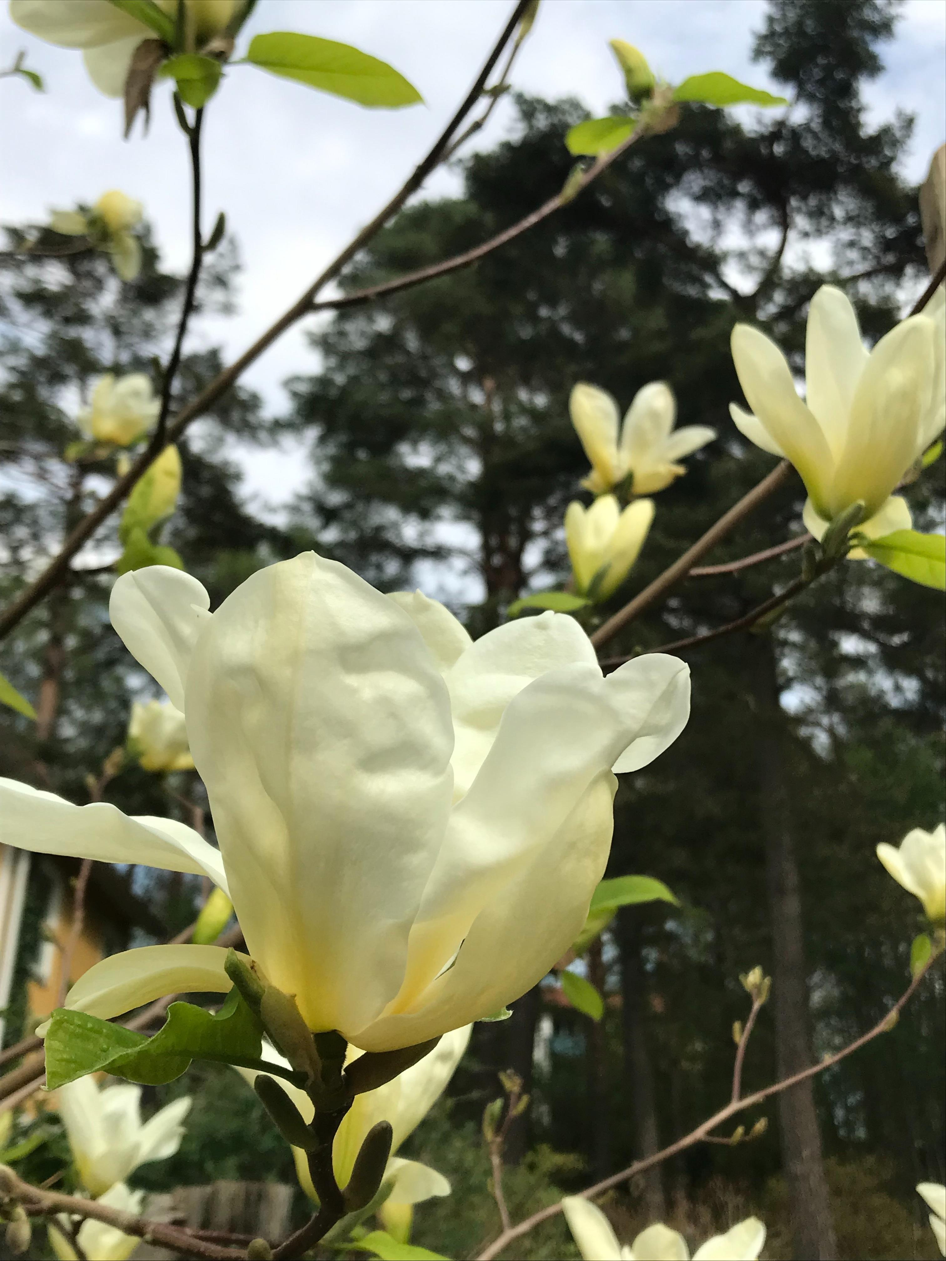 Säljarbild - Magnolia Yellow bird