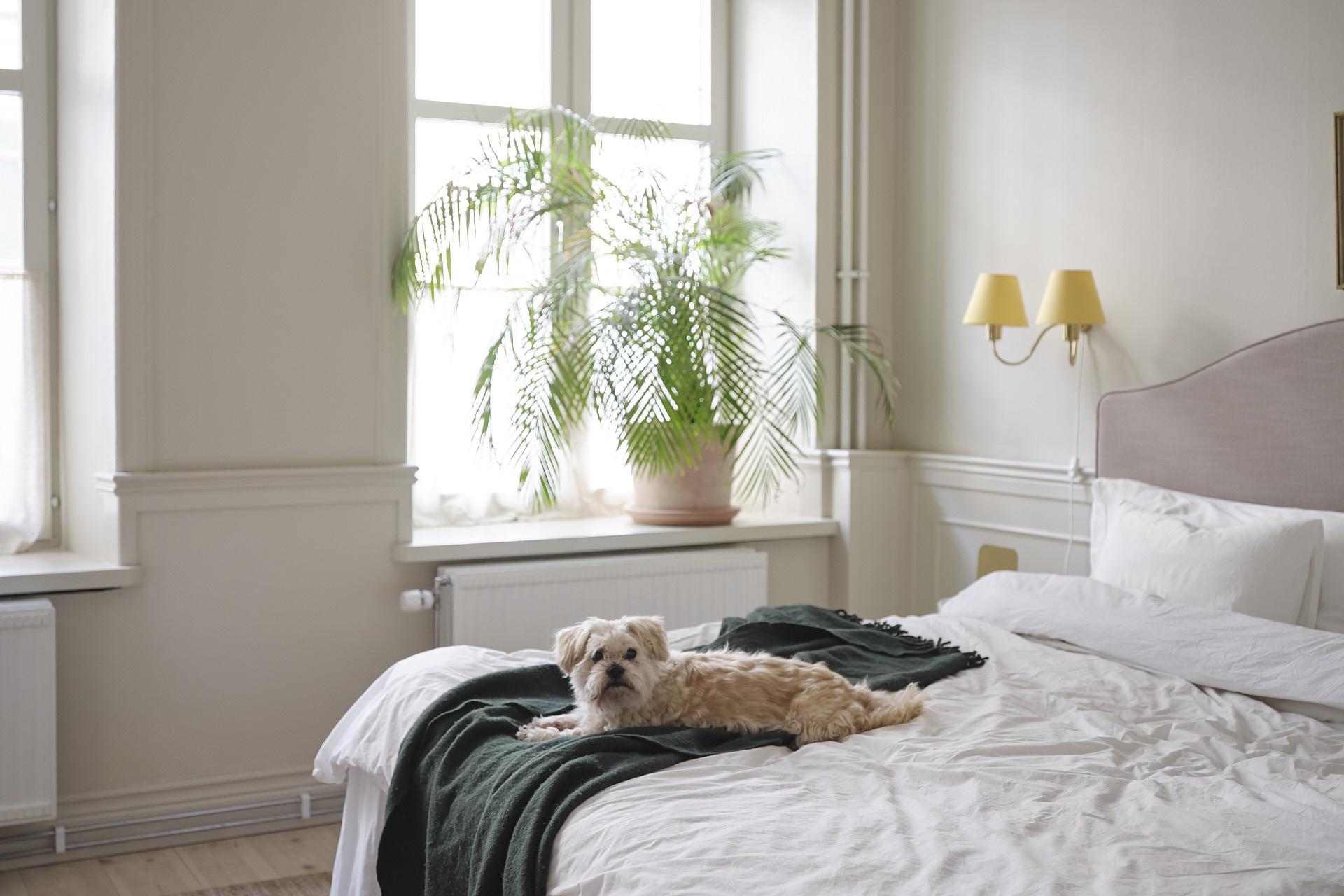 Hunden Agaton har sin favoritplats