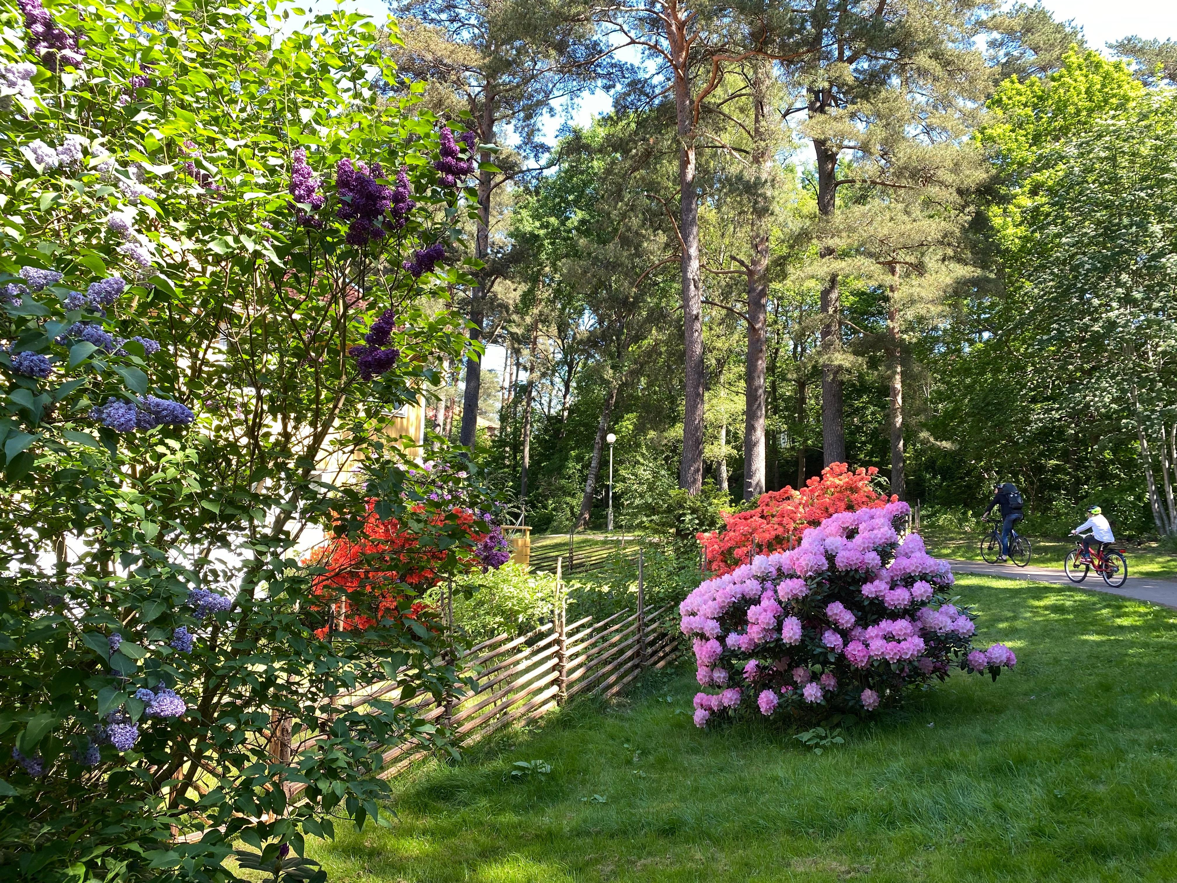 Säljarbild - Radhusträdgårdar i blom
