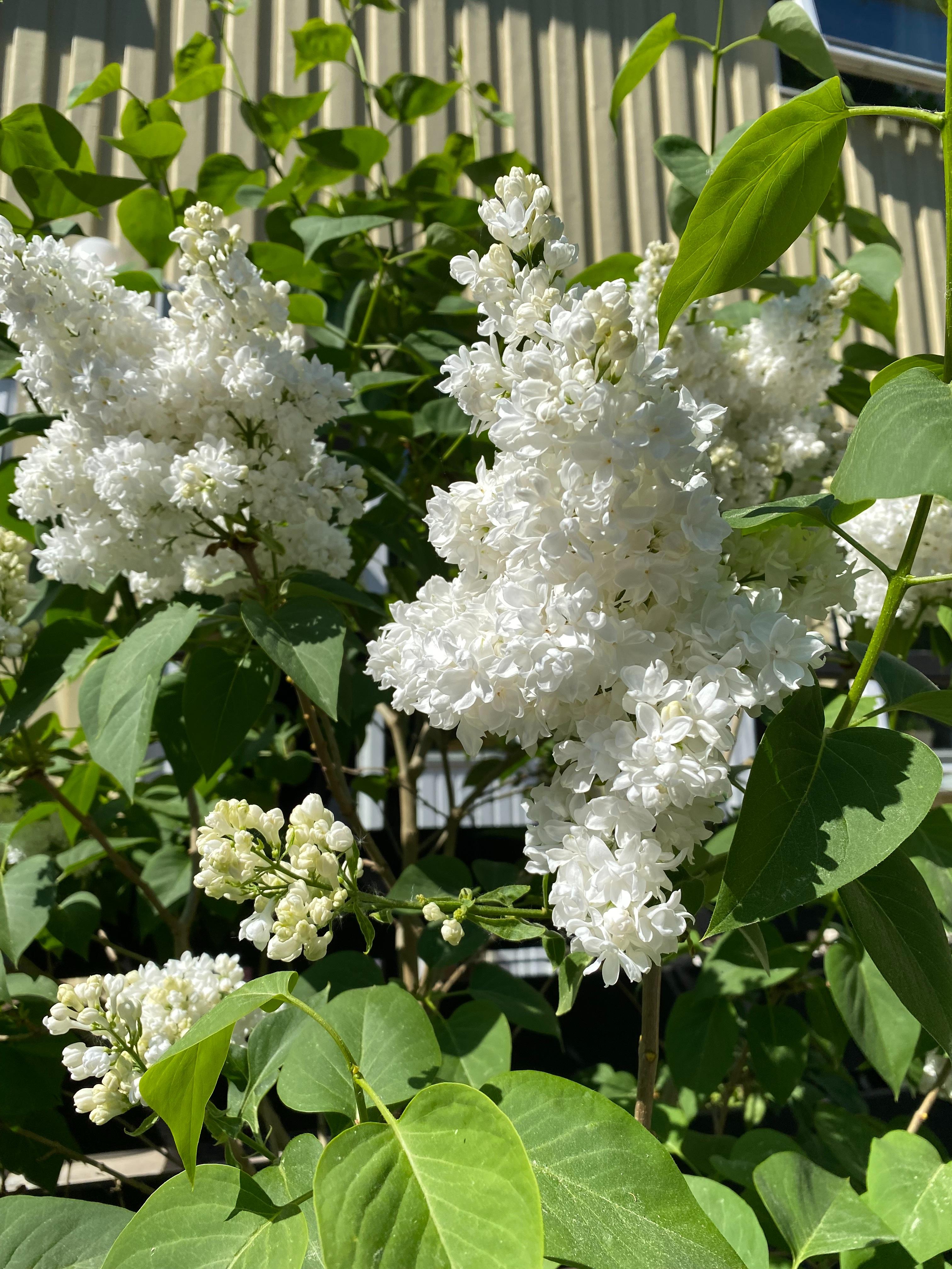 Säljarbild - Syrén