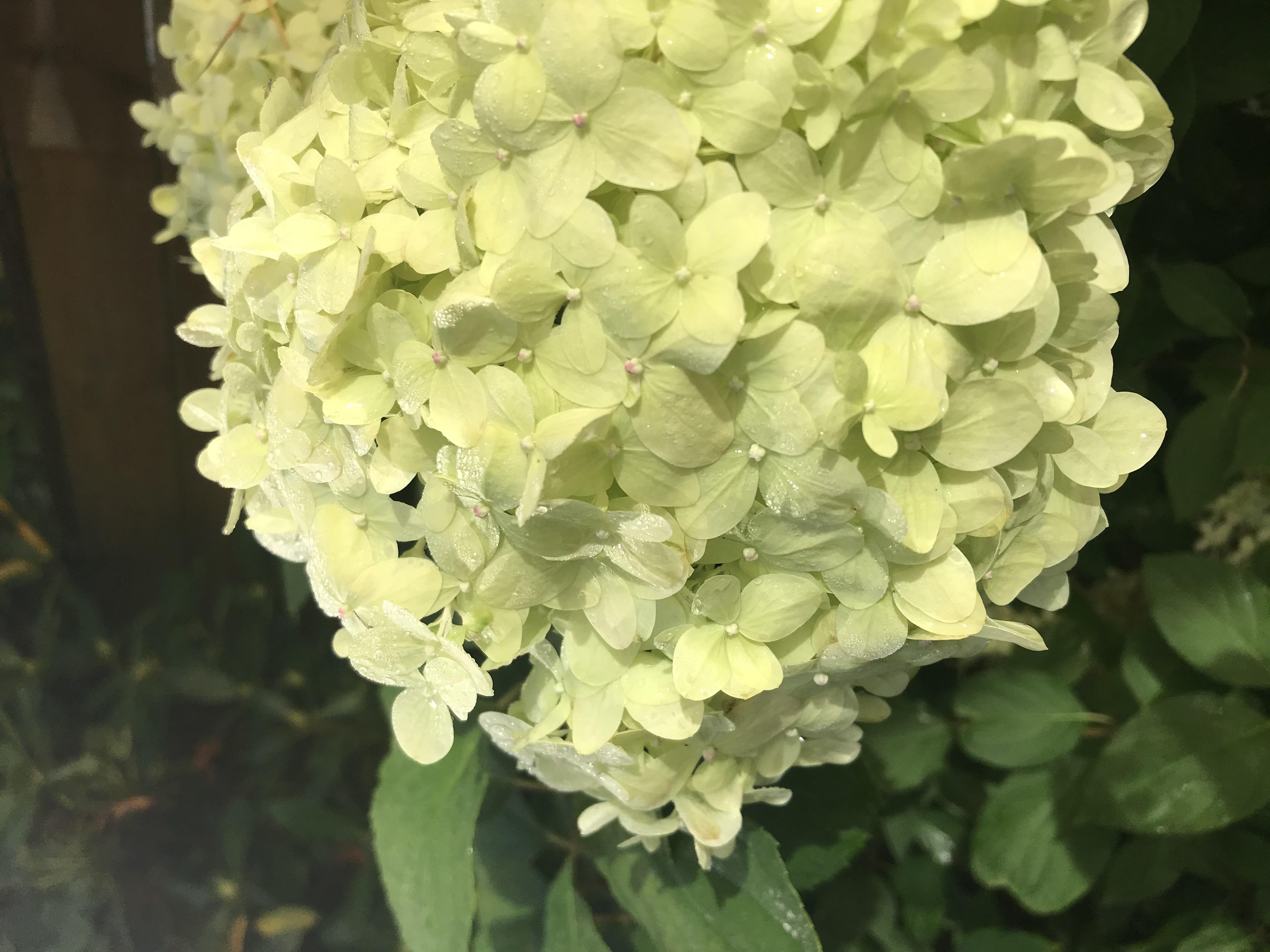 Säljarbild - Hortensia