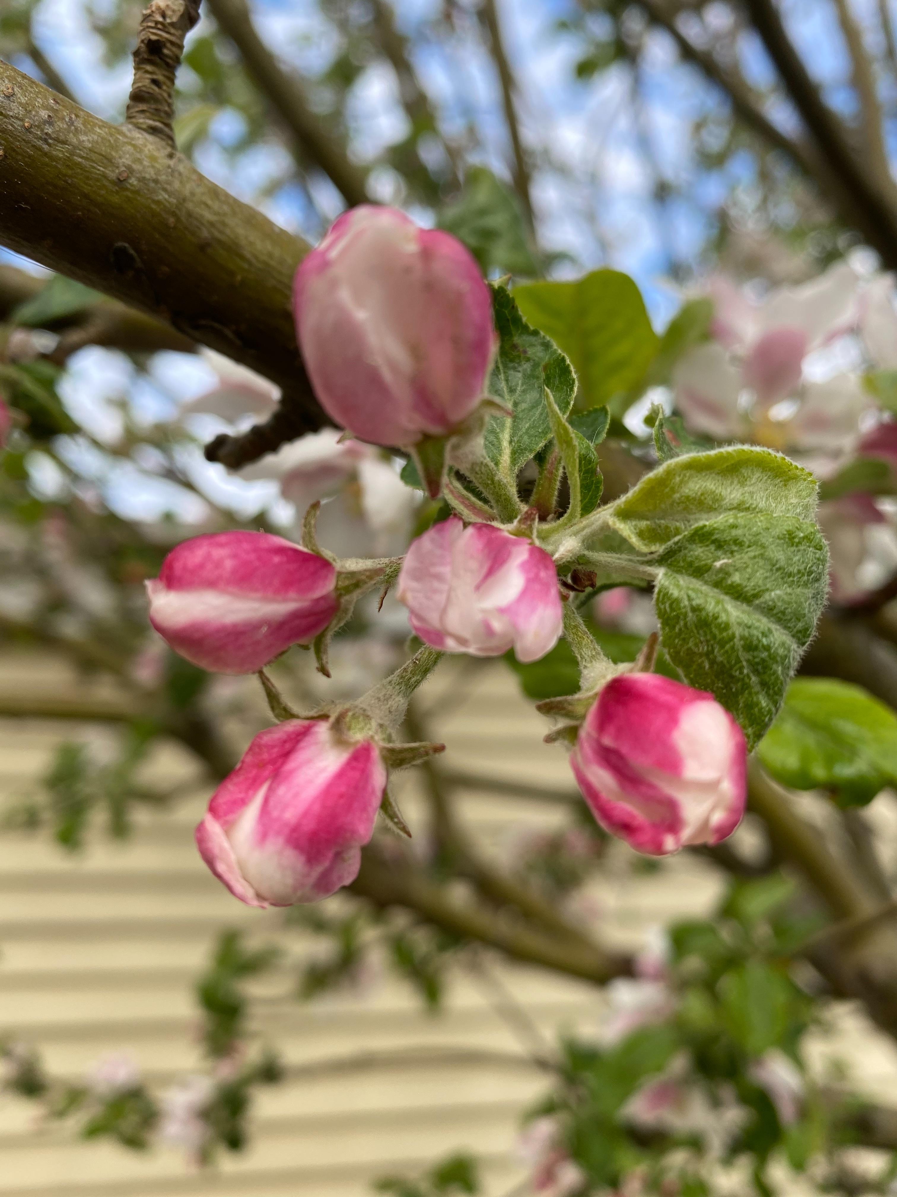 Säljarbild - Äppleträd framsida