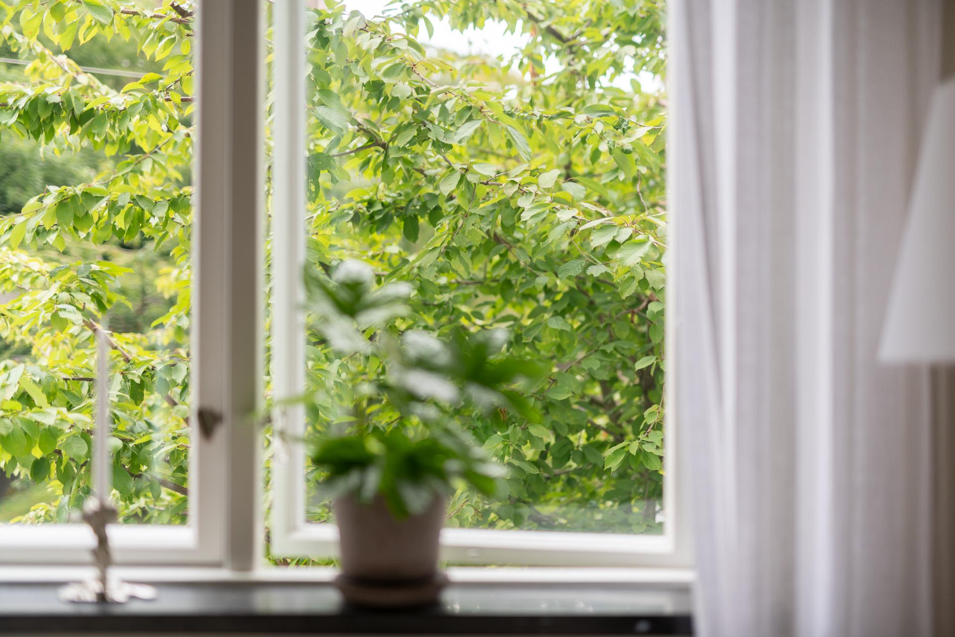 På våren rosablommande körsbärsträd utanför fönstret