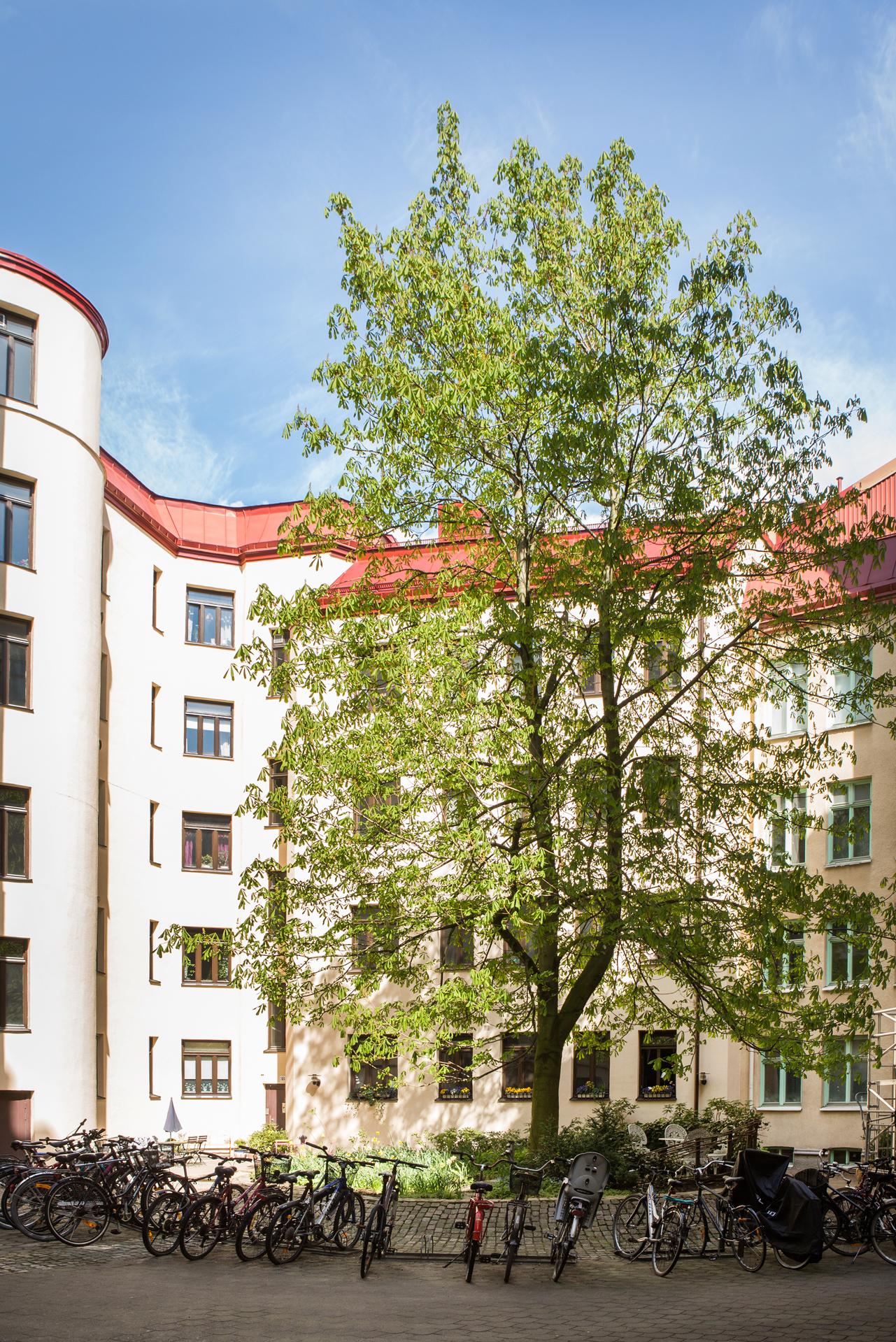 På föreningens innergård står kastanjeträdet i full blom