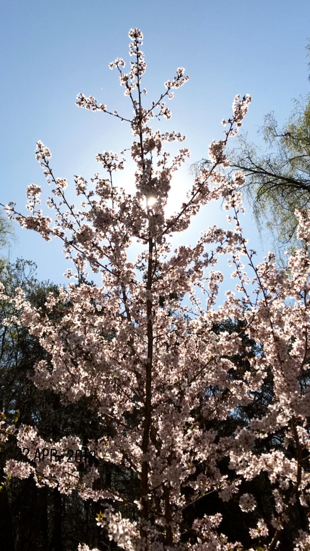 Säljarbild - Körsbär i blom
