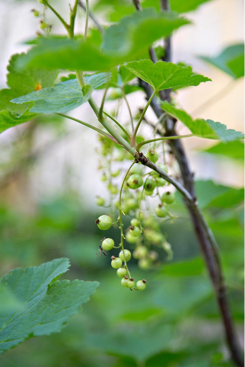 Här frodas vinbärsbuskar om sommaren